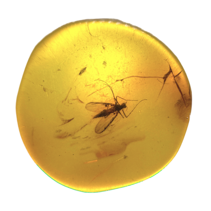 Insect in Amber