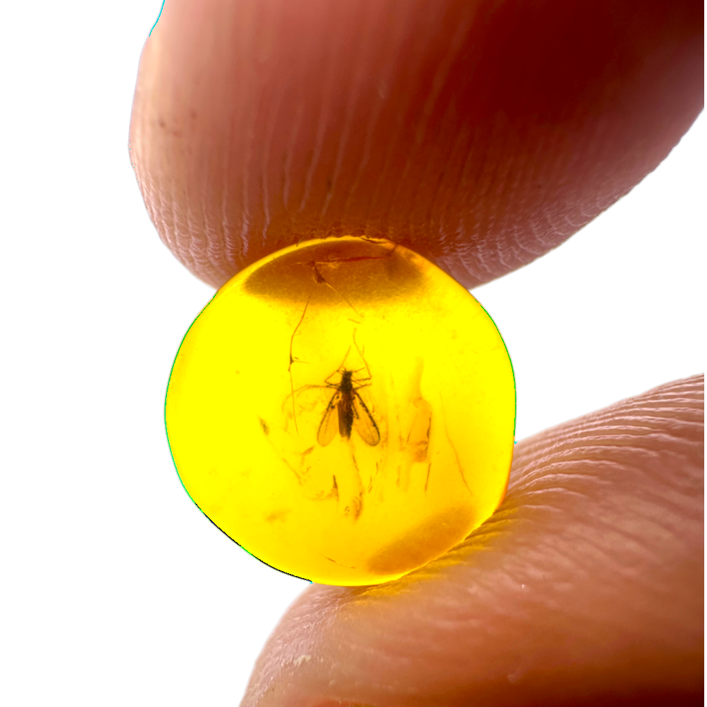 Insect in Amber