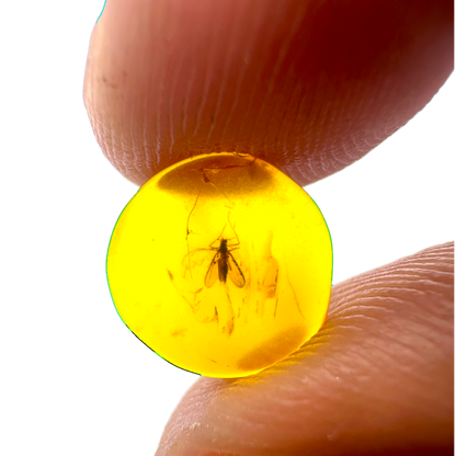 Insect in Amber