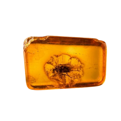 Insect in Amber