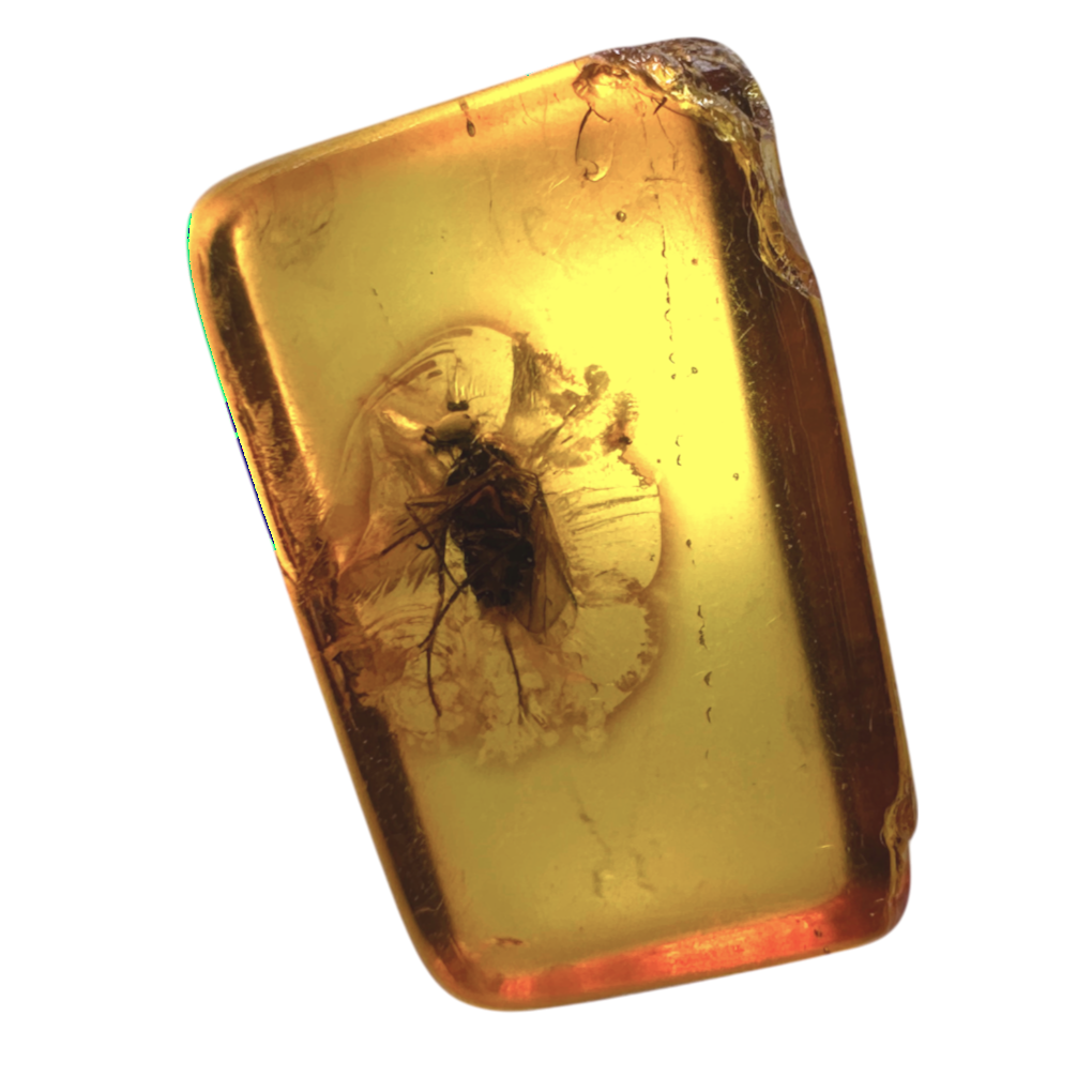 Insect in Amber