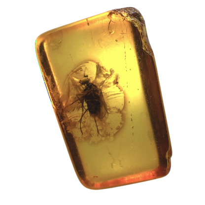 Insect in Amber