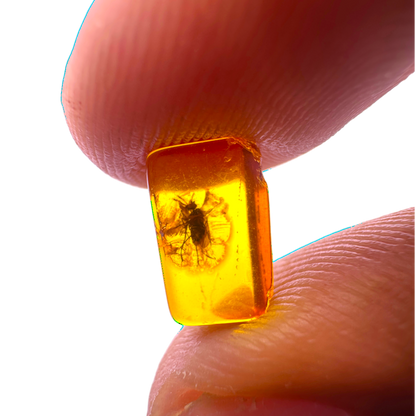 Insect in Amber