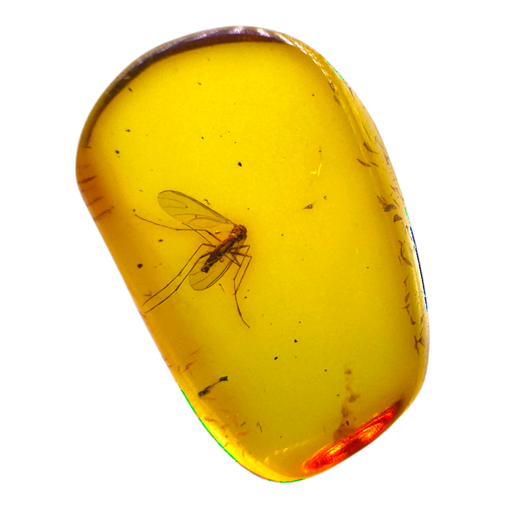 Insect in Amber