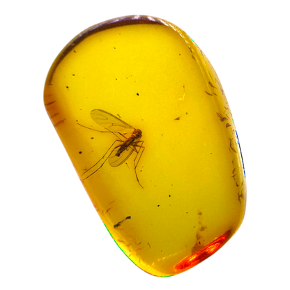 Insect in Amber