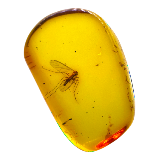 Insect in Amber