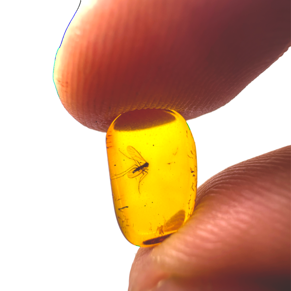 Insect in Amber