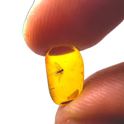 Insect in Amber