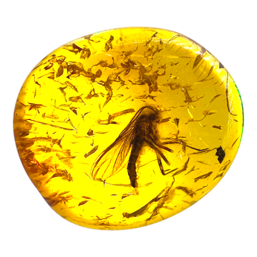 Insect in Amber