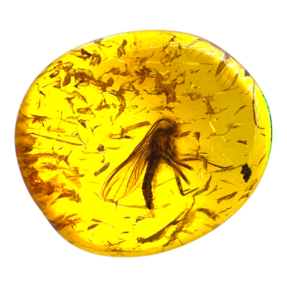 Insect in Amber