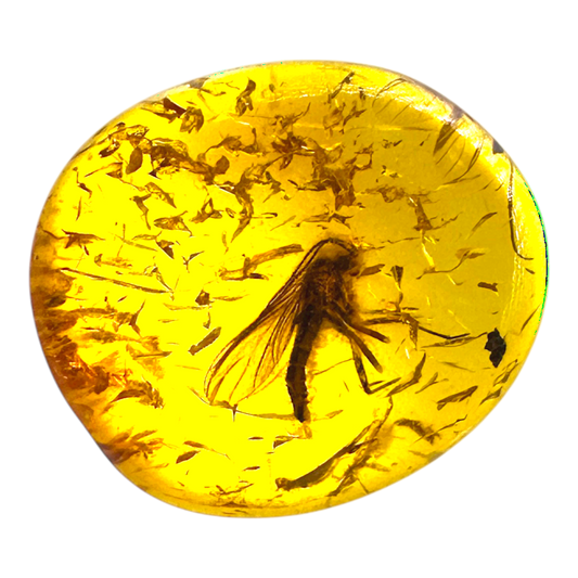 Insect in Amber