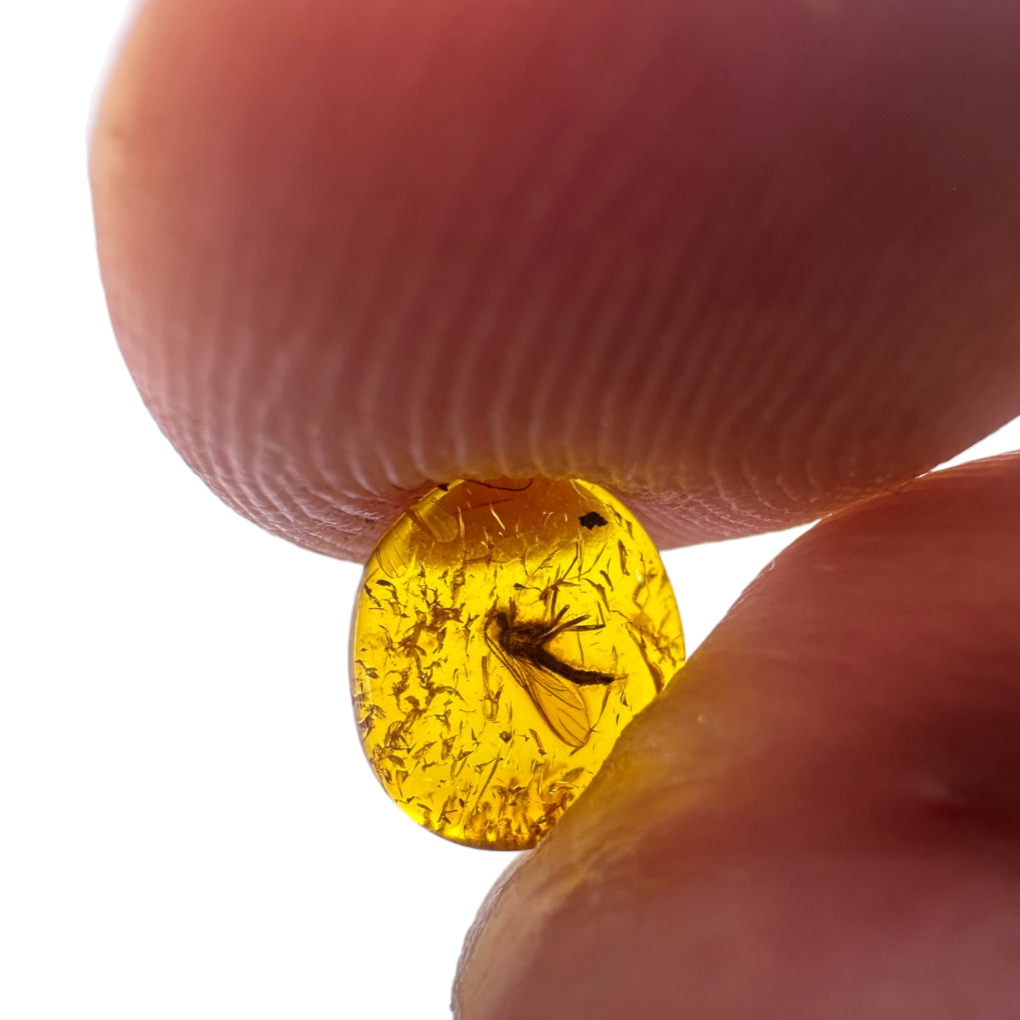 Insect in Amber