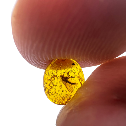 Insect in Amber