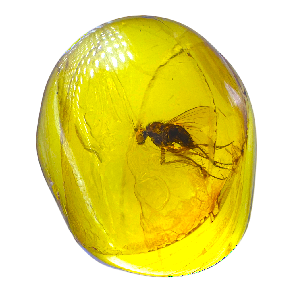 Insect in Amber