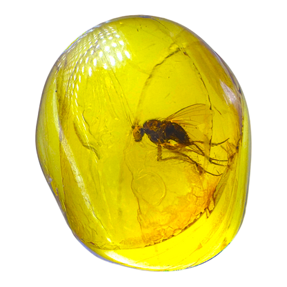 Insect in Amber