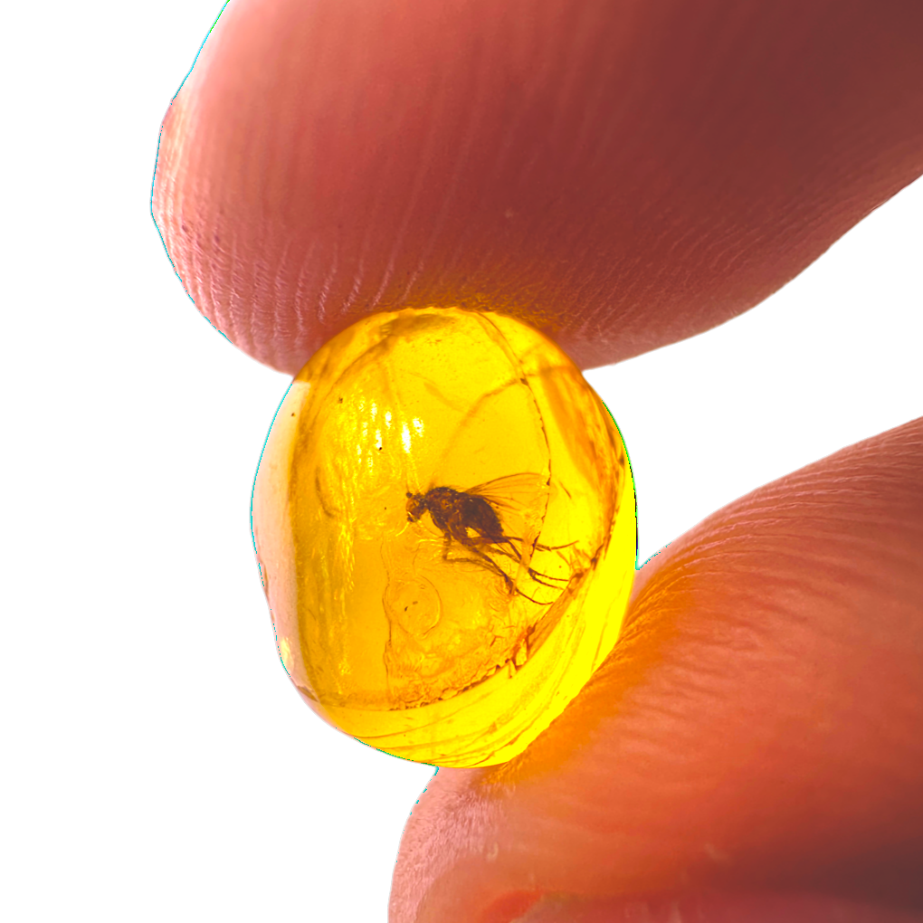 Insect in Amber