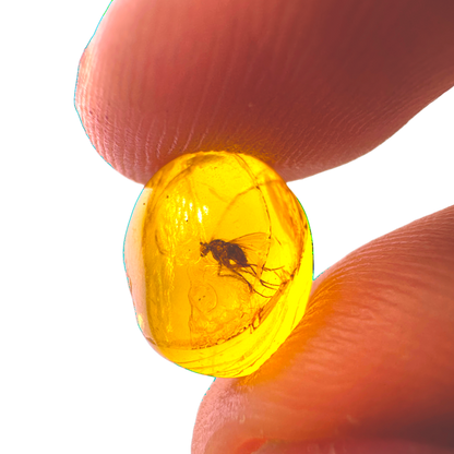 Insect in Amber