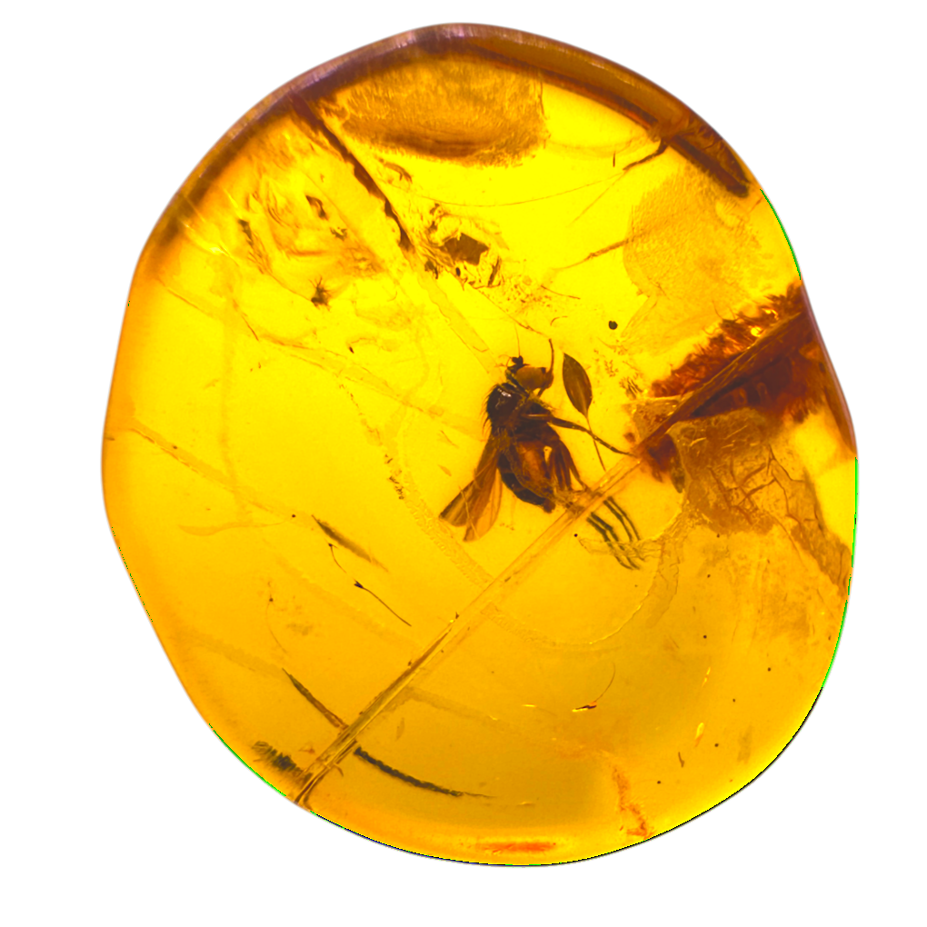 Insect in Amber