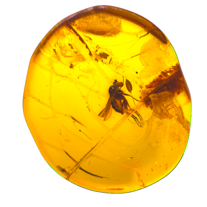 Insect in Amber