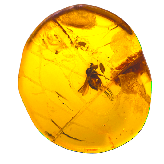 Insect in Amber