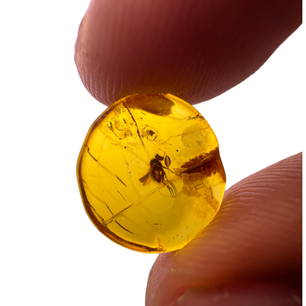 Insect in Amber
