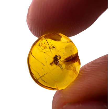 Insect in Amber