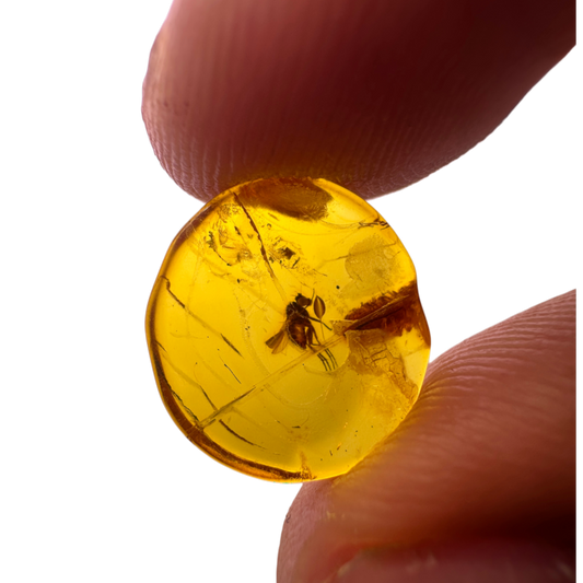 Insect in Amber