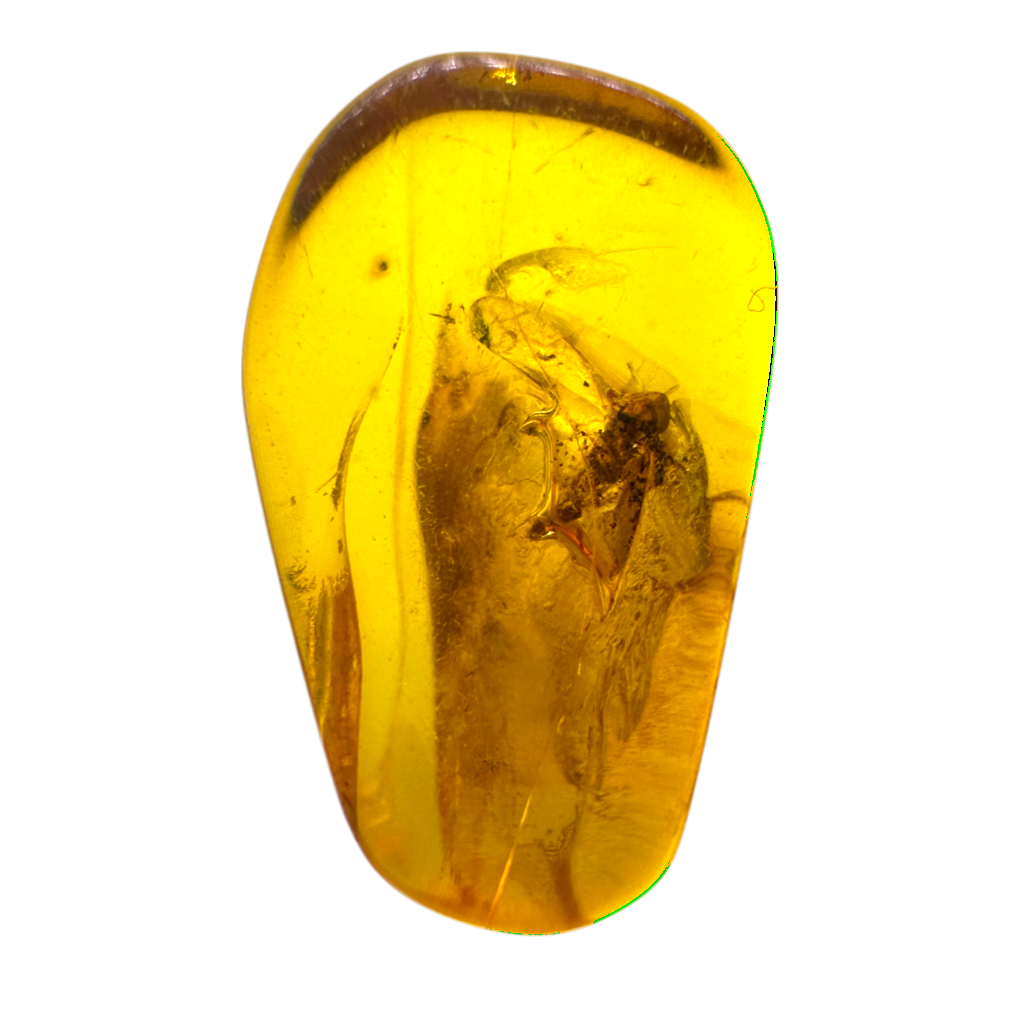 Insect in Amber