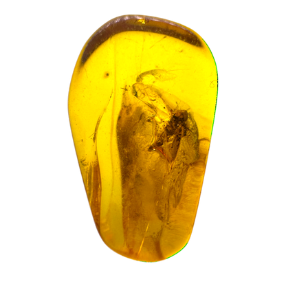 Insect in Amber