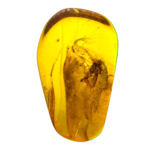 Insect in Amber