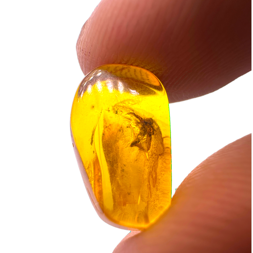 Insect in Amber