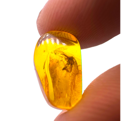 Insect in Amber