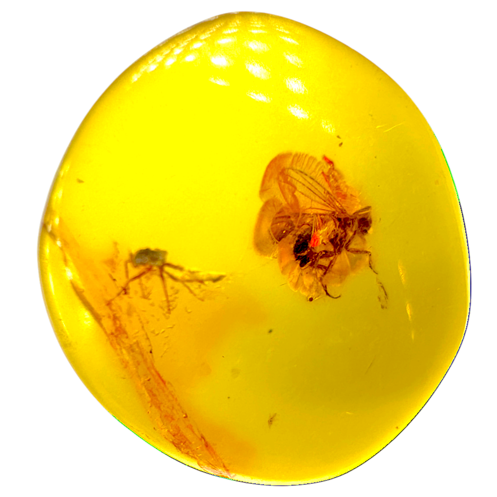 Insect in Amber