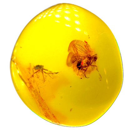 Insect in Amber