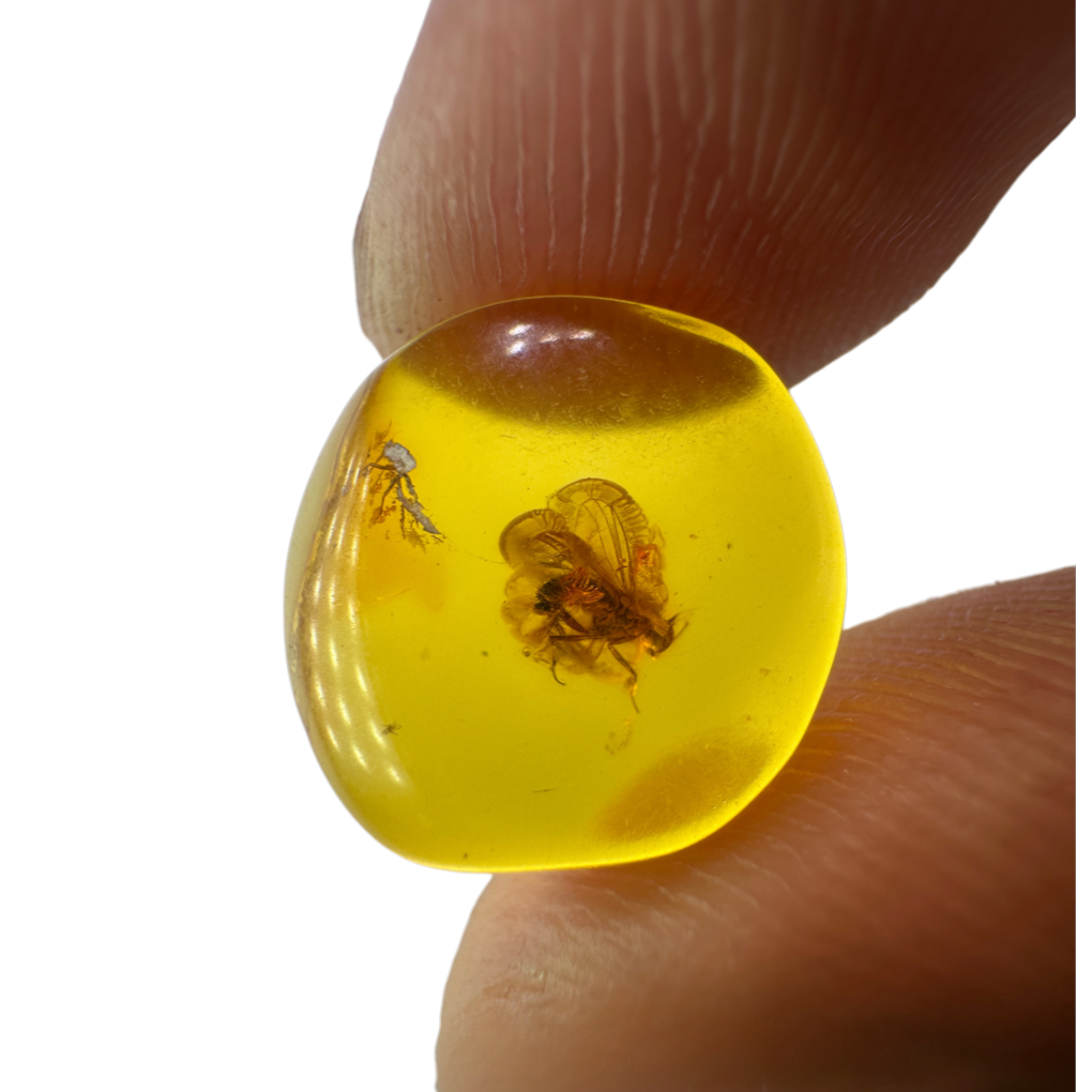 Insect in Amber