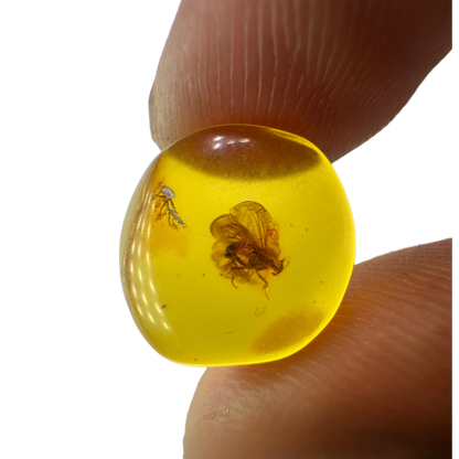 Insect in Amber