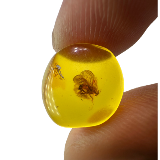 Insect in Amber
