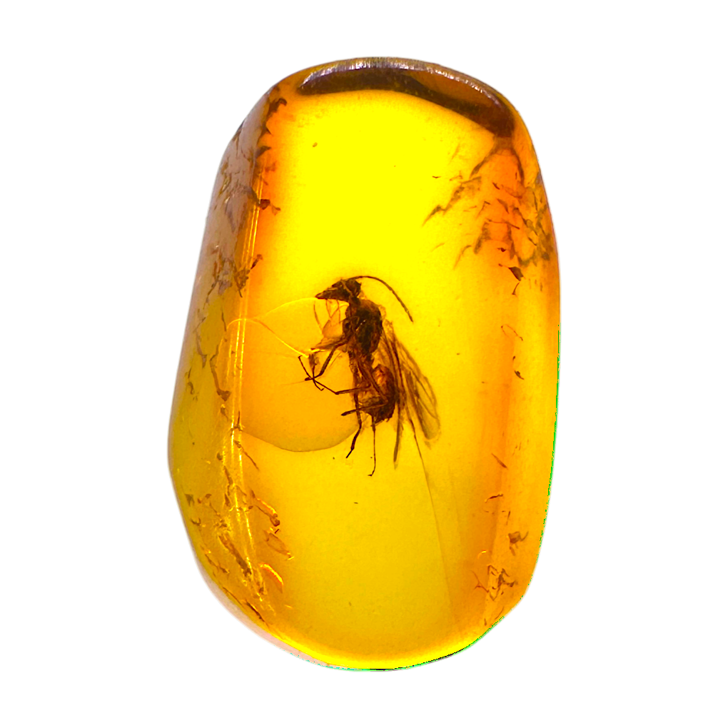 Insect in Amber