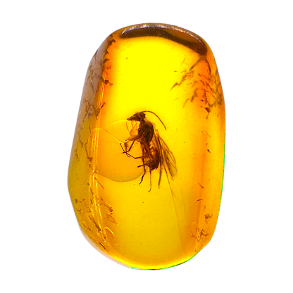 Insect in Amber