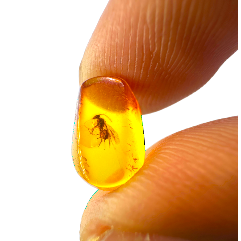 Insect in Amber