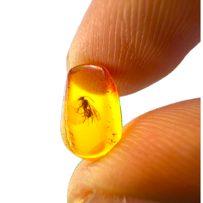 Insect in Amber