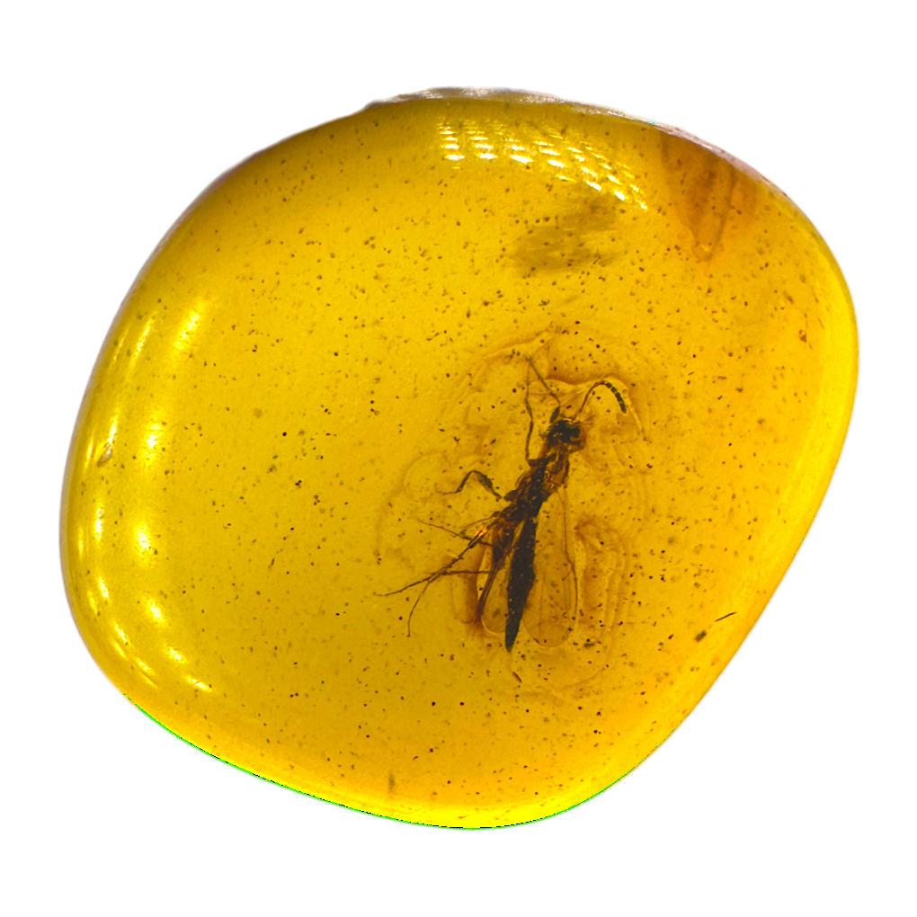 Insect in Amber