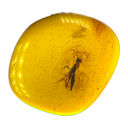 Insect in Amber