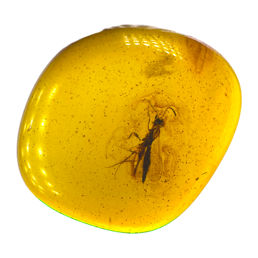 Insect in Amber