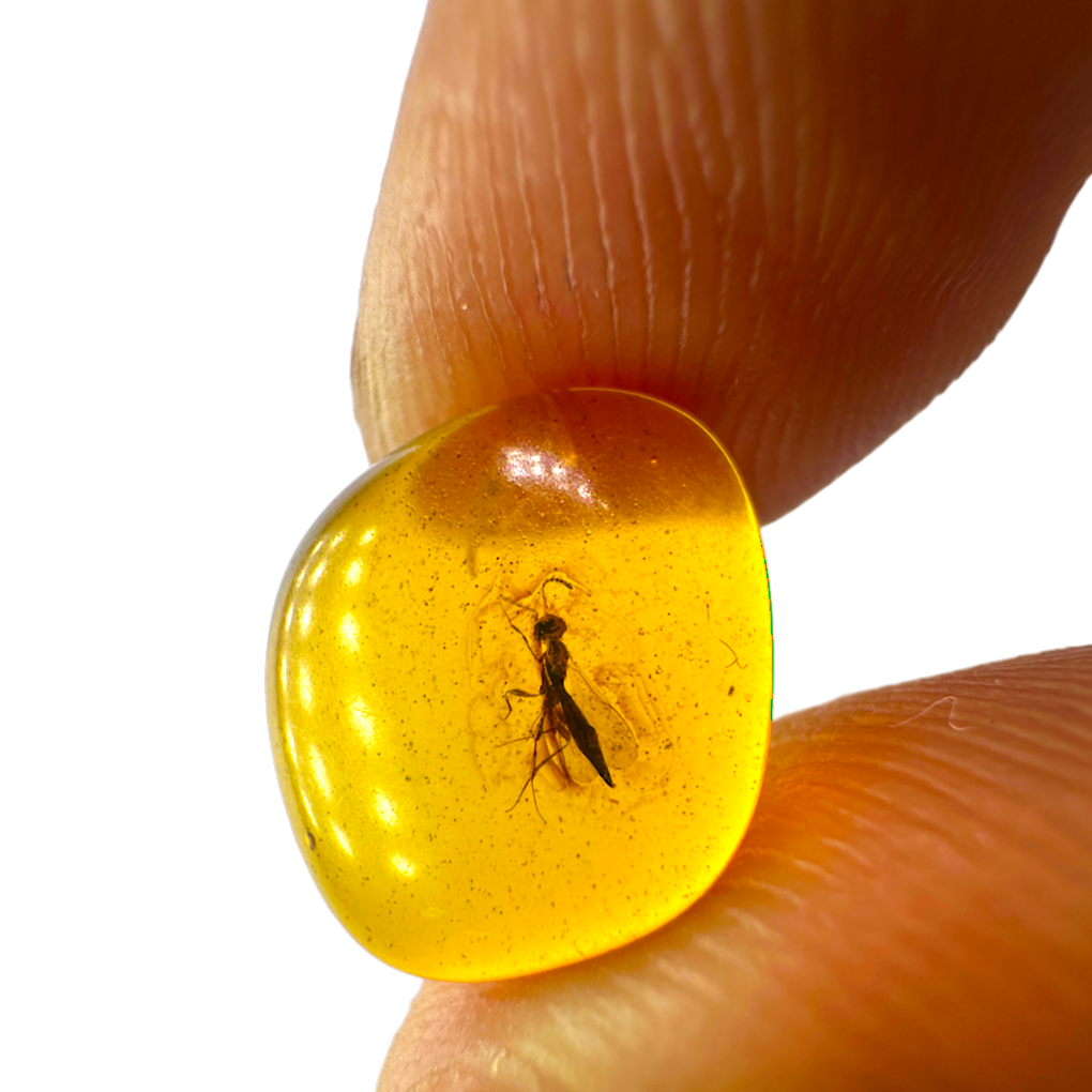 Insect in Amber