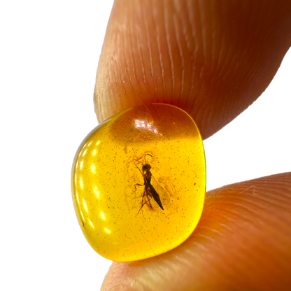 Insect in Amber