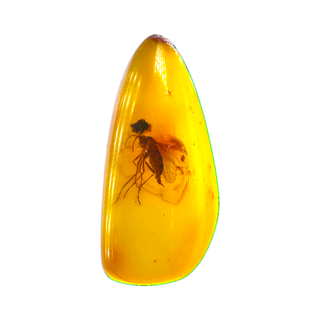 Insect in Amber