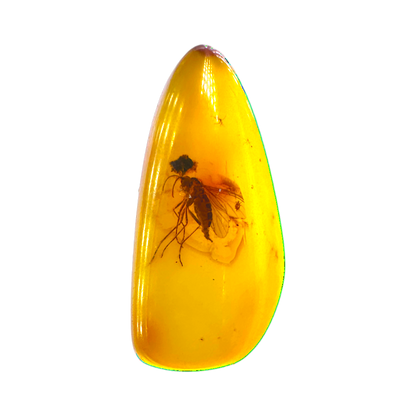 Insect in Amber
