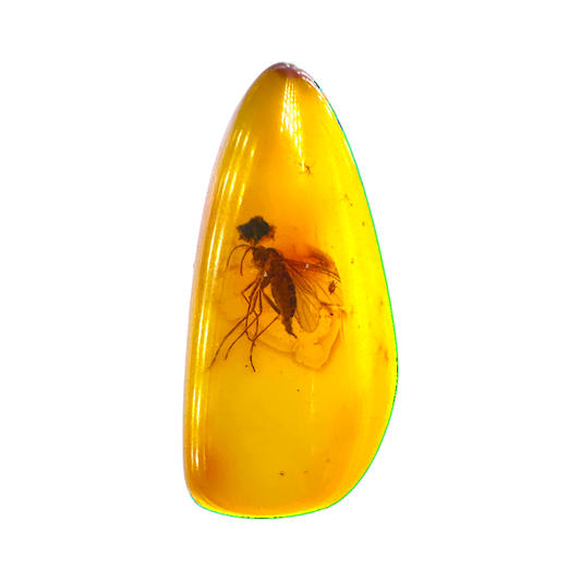 Insect in Amber