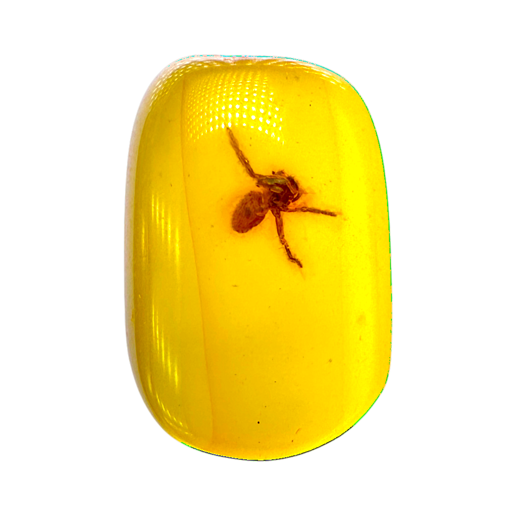 Insect in Amber